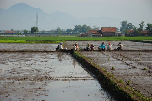 Field of rice paddies in tropical paradise
