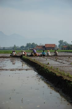 Field of rice paddies in tropical paradise

