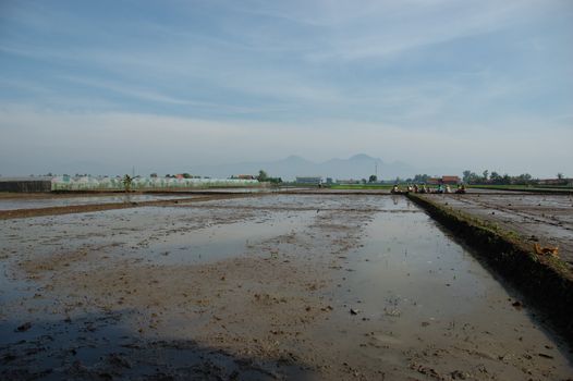 Field of rice paddies in tropical paradise