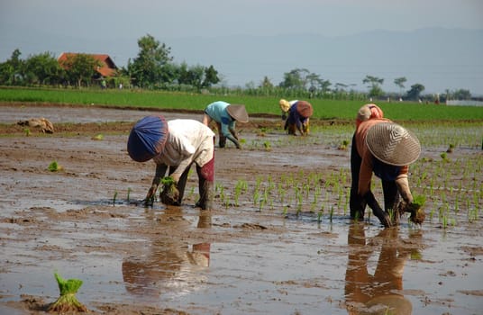 farmer get planting paddies in their own ricefield