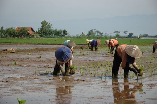 farmer get planting paddies in their own ricefield