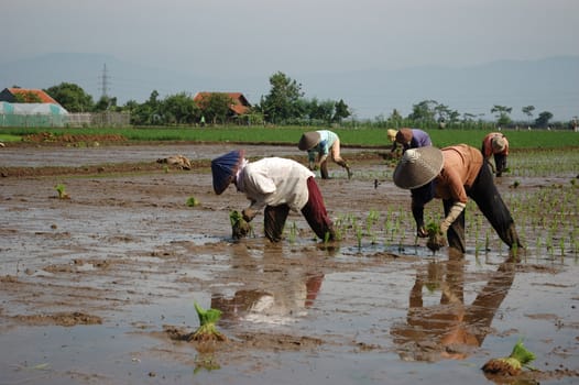 farmer get planting paddies in their own ricefield