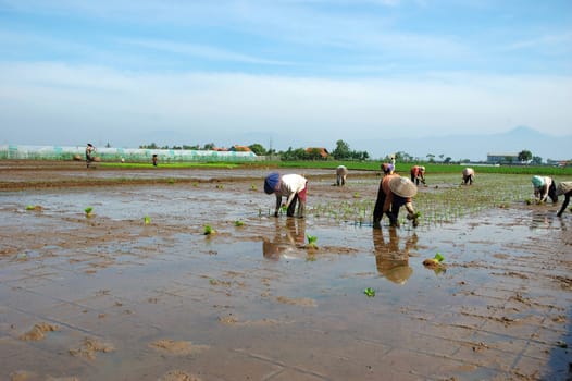 farmer get planting paddies in their own ricefield