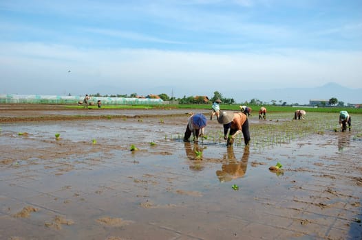 farmer get planting paddies in their own ricefield