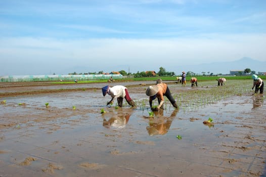 farmer get planting paddies in their own ricefield