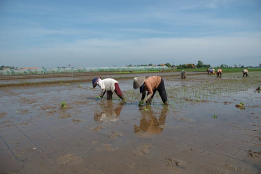 farmer get planting paddies in their own ricefield
