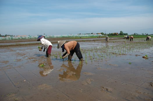 farmer get planting paddies in their own ricefield