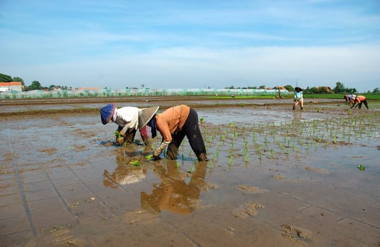 farmer get planting paddies in their own ricefield