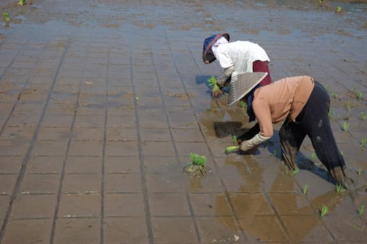 farmer get planting paddies in their own ricefield