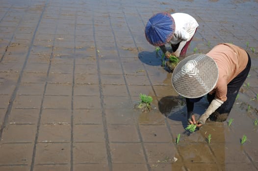 farmer get planting paddies in their own ricefield