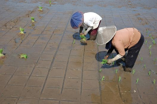 farmer get planting paddies in their own ricefield