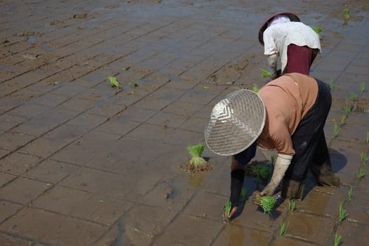 farmer get planting paddies in their own ricefield