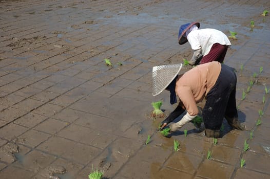 farmer get planting paddies in their own ricefield