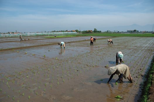 farmer get planting paddies in their own ricefield