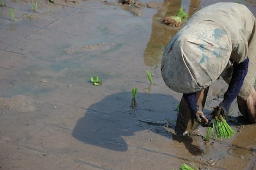 farmer get planting paddies in their own ricefield