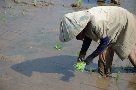 farmer get planting paddies in their own ricefield