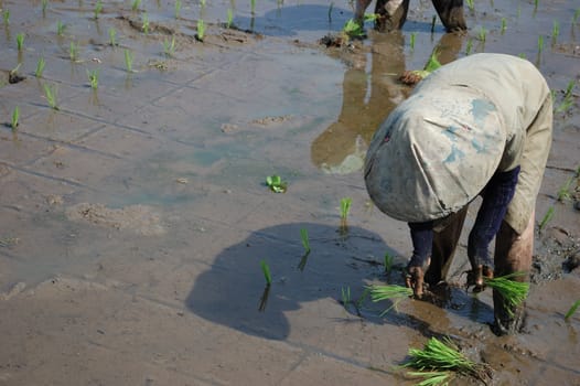 farmer get planting paddies in their own ricefield