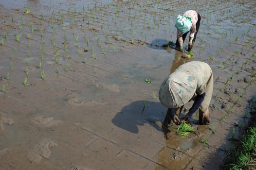 farmer get planting paddies in their own ricefield