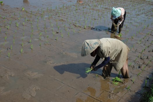 farmer get planting paddies in their own ricefield