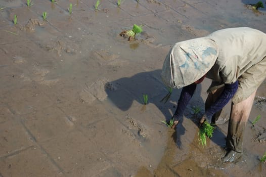 farmer get planting paddies in their own ricefield