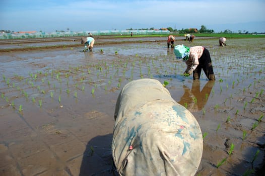 farmer get planting paddies in their own ricefield