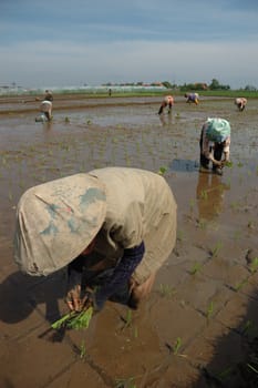 farmer get planting paddies in their own ricefield