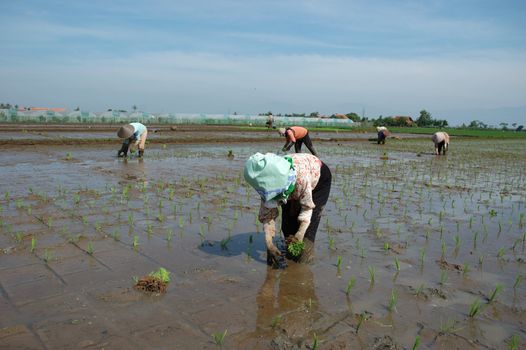 farmer get planting paddies in their own ricefield