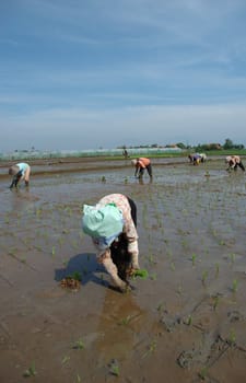 farmer get planting paddies in their own ricefield