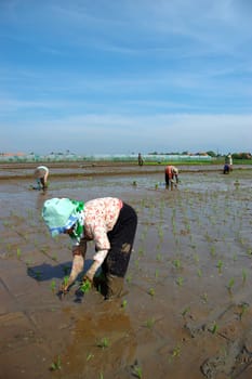 farmer get planting paddies in their own ricefield