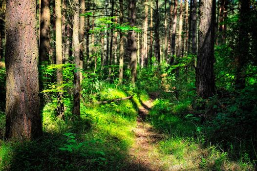 Narrow path between the pines in the forest