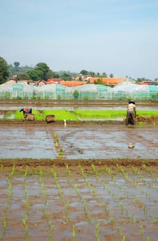 farmer get planting paddies in their own ricefield