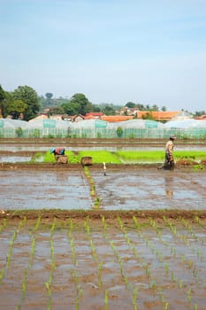 farmer get planting paddies in their own ricefield
