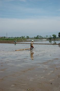 field of rice paddies in tropical paradise