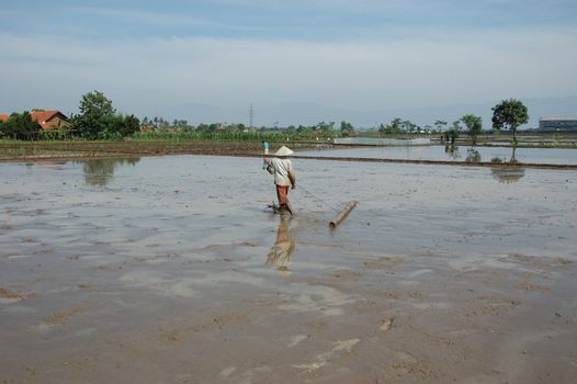 field of rice paddies in tropical paradise