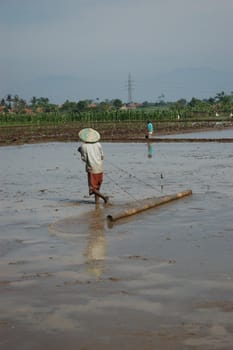 field of rice paddies in tropical paradise