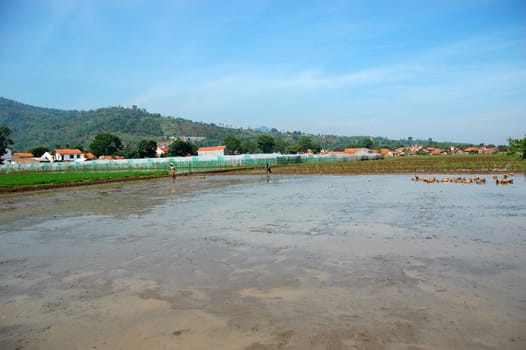 field of rice paddies in tropical paradise