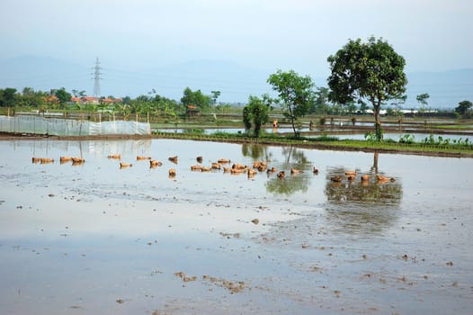 field of rice paddies in tropical paradise