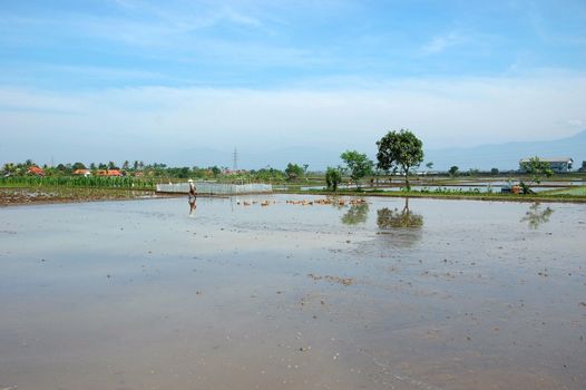 field of rice paddies in tropical paradise
