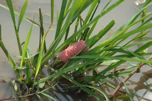 snail egg that founded in rice paddies plant