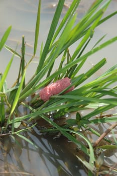 snail egg that founded in rice paddies plant