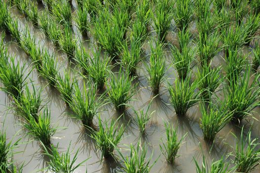 Field of rice paddies in tropical paradise