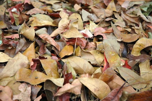 photograph of dry leaf that good for background