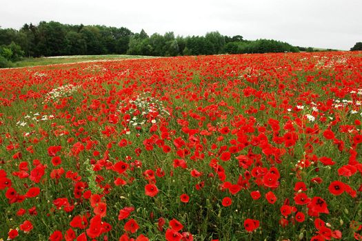 Field of beautiful blooming poppies poppy flowers perfect nature background