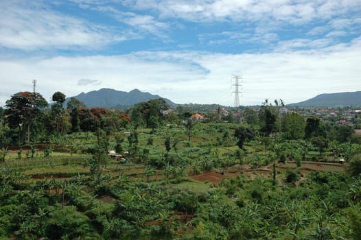 panoramic view of mountain hill with many plant and trees