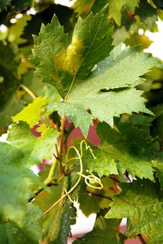 viny green leaves with water drops in vineyard background