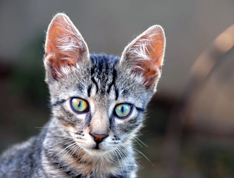 young cute domestic cat portrait over gray background