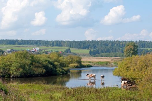 Russian village landscape with cows in the river