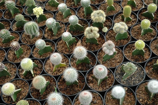 close up view of cactus that growth well in indonesia