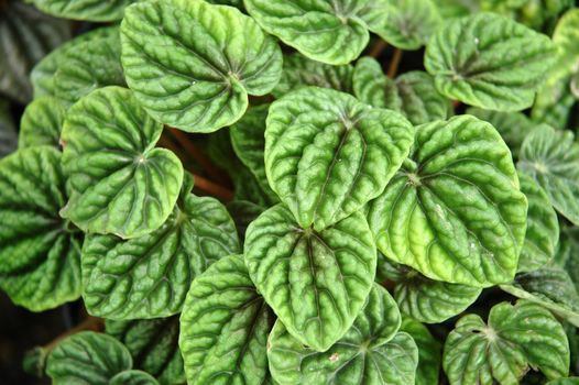 green leaf as background, suitable for garden and flower research