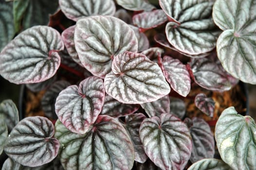purple leaf as background, suitable for garden and flower research